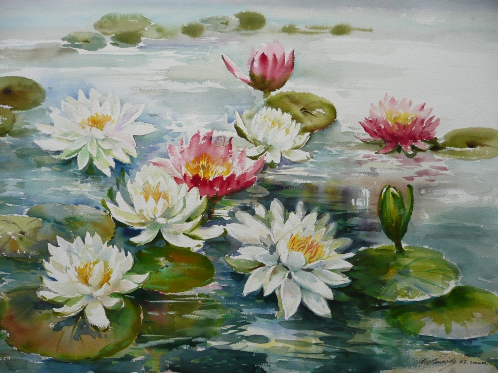 Lotus 睡蓮  水彩  28''x19'' (1)